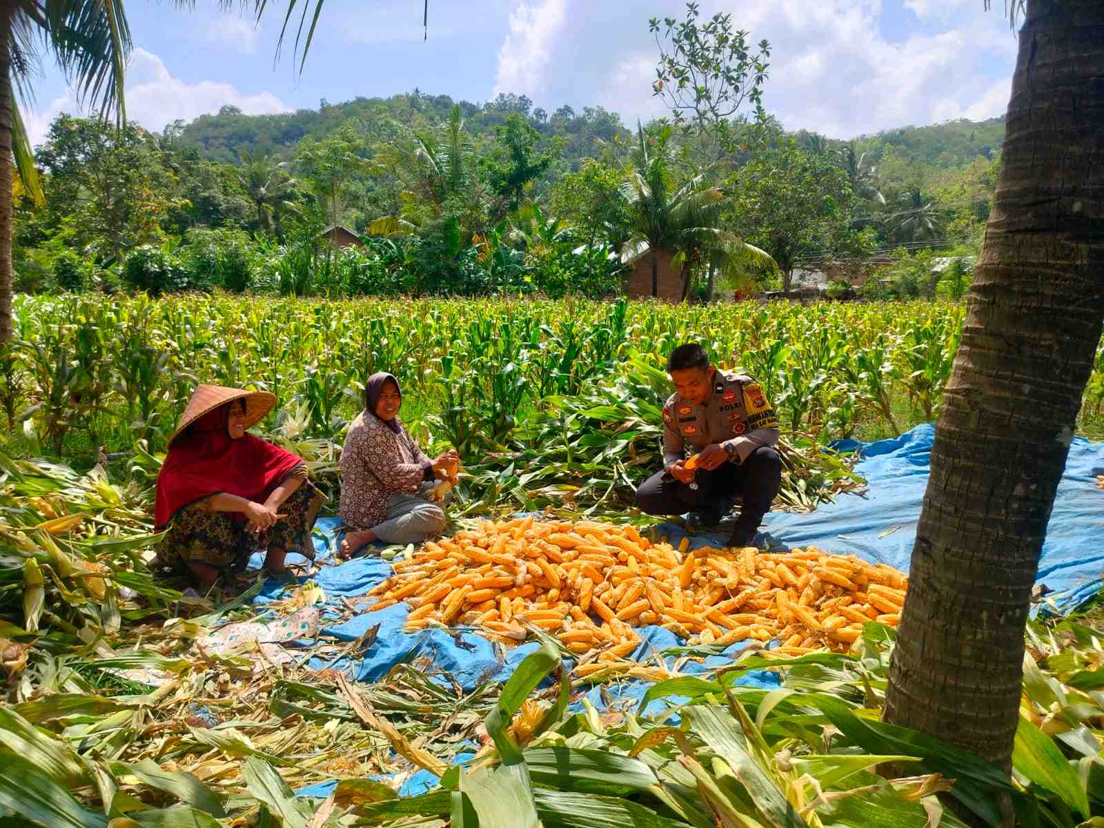 Sinergi Polri dan Petani Eyat Mayang: Dorong Produktivitas Jagung di Lembar, Lombok Barat