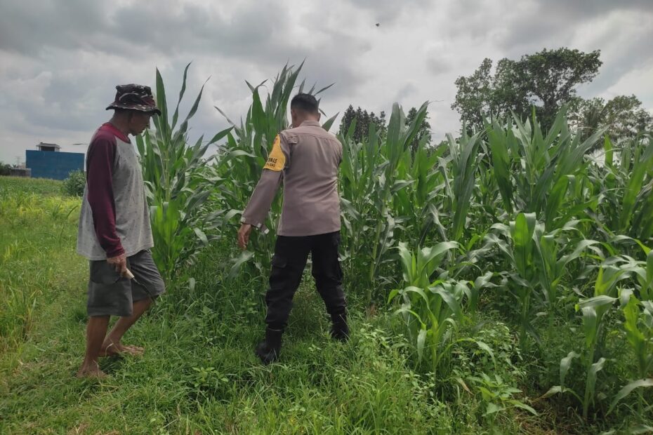 Polsek Labuapi Dampingi Petani Jagung Kuranji Dalang, Pupuk Aman Produksi Lancar