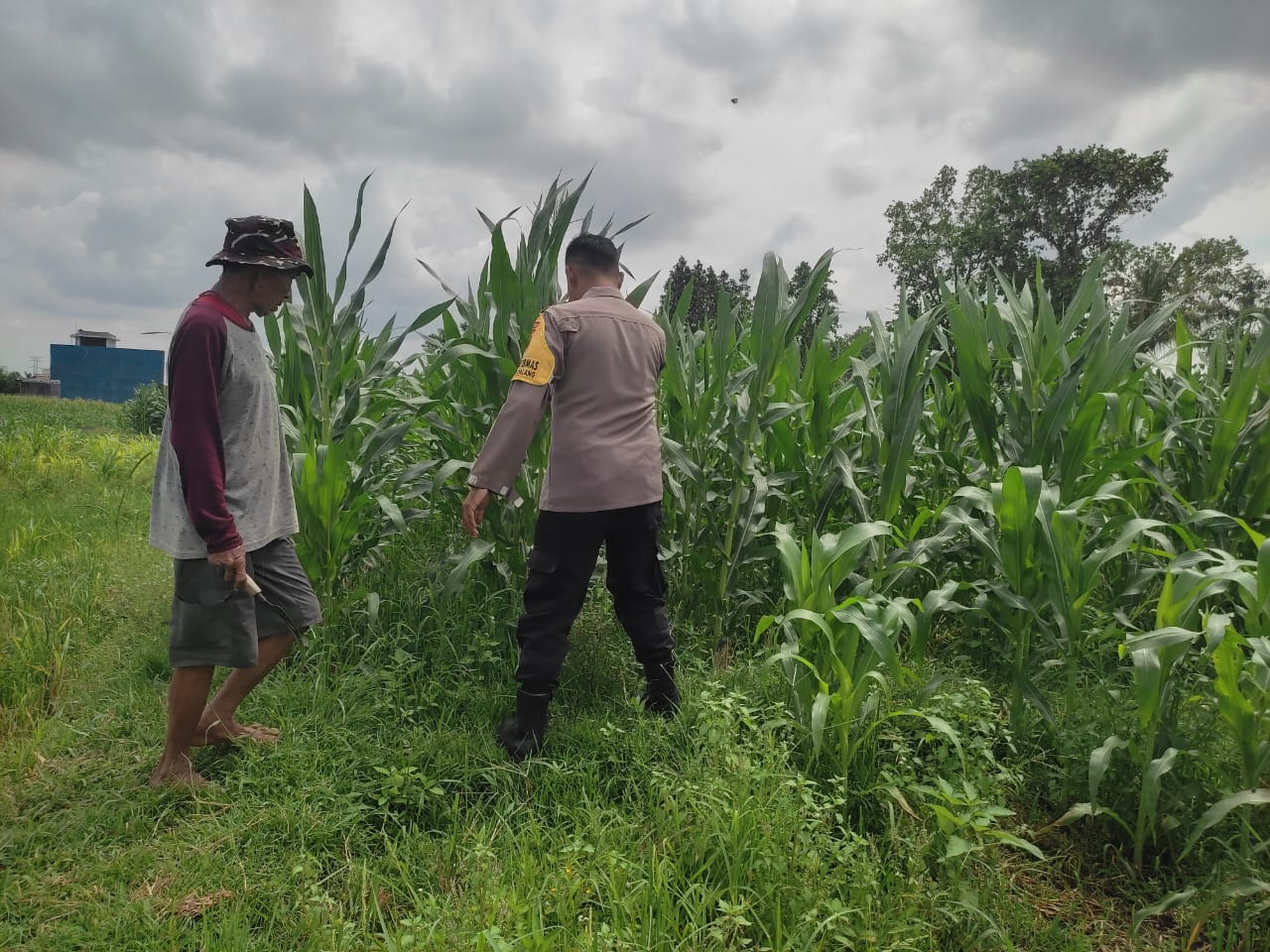 Polsek Labuapi Dampingi Petani Jagung Kuranji Dalang, Pupuk Aman Produksi Lancar