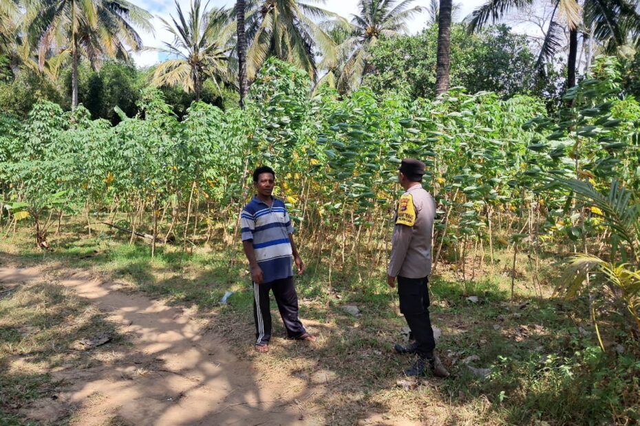 Polsek Sekotong Ajak Warga Pelangan Barat Satu Tanam Jagung di Lahan Pekarangan