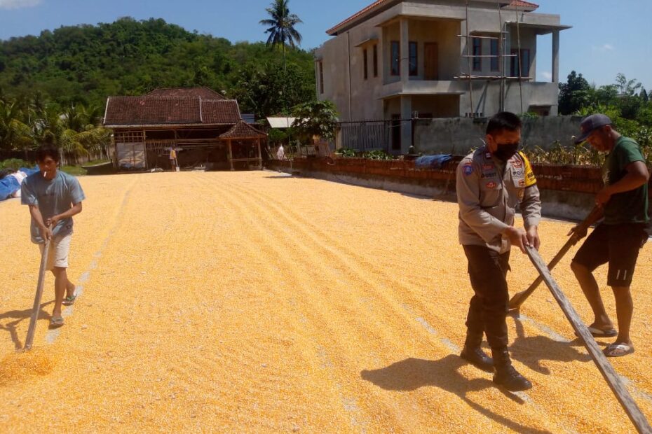 Polsek Kuripan Awasi Kualitas Jagung Petani untuk Penyerapan Bulog NTB