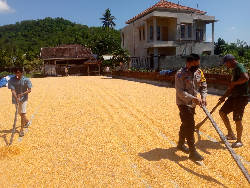 Polsek Kuripan Awasi Kualitas Jagung Petani untuk Penyerapan Bulog NTB
