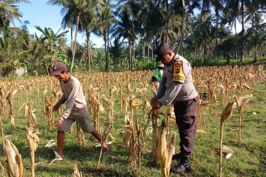Bhabinkamtibmas Giri Tembesi Dampingi Petani Jagung Jaga Stabilitas Pangan