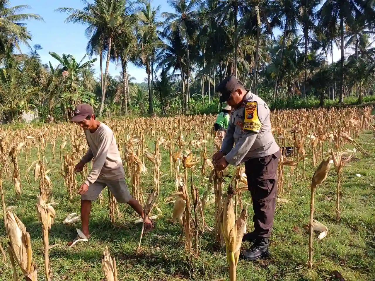 Bhabinkamtibmas Giri Tembesi Dampingi Petani Jagung Jaga Stabilitas Pangan