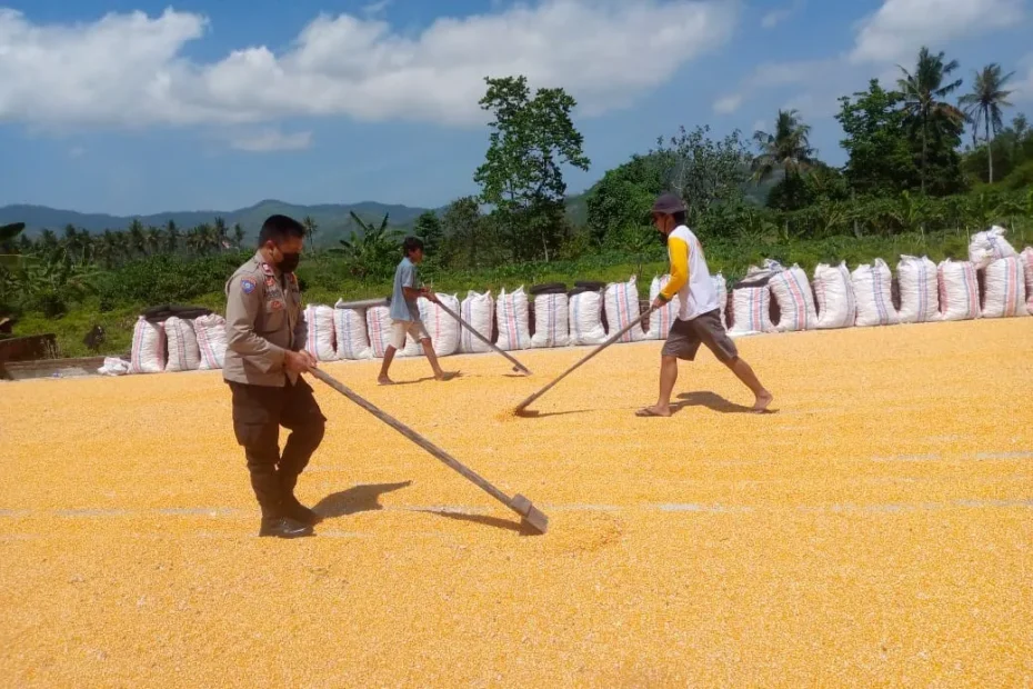 Polsek Labuapi dan Kuripan Dampingi Petani Jual Jagung ke Bulog di Dasan Geres