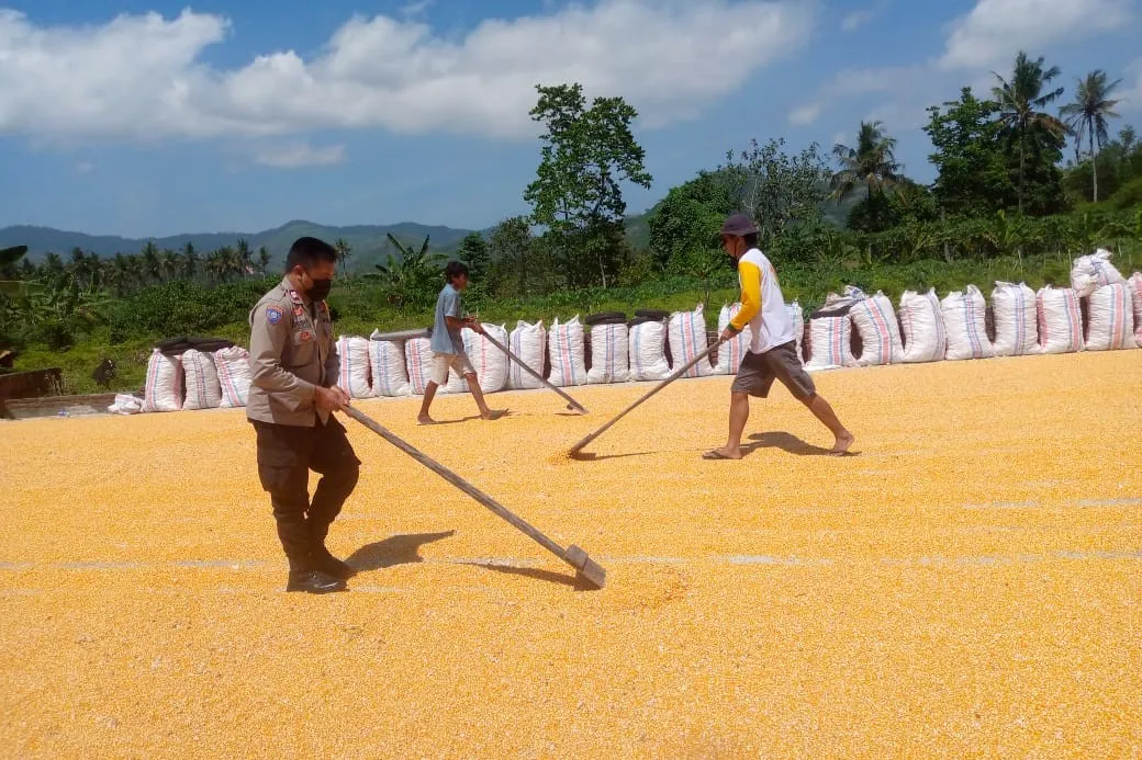 Polsek Labuapi dan Kuripan Dampingi Petani Jual Jagung ke Bulog di Dasan Geres