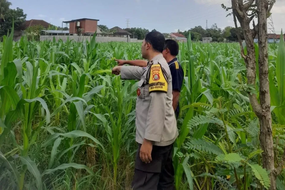 Polri Turun ke Sawah Bhabinkamtibmas Gelogor Bantu Petani Jagung