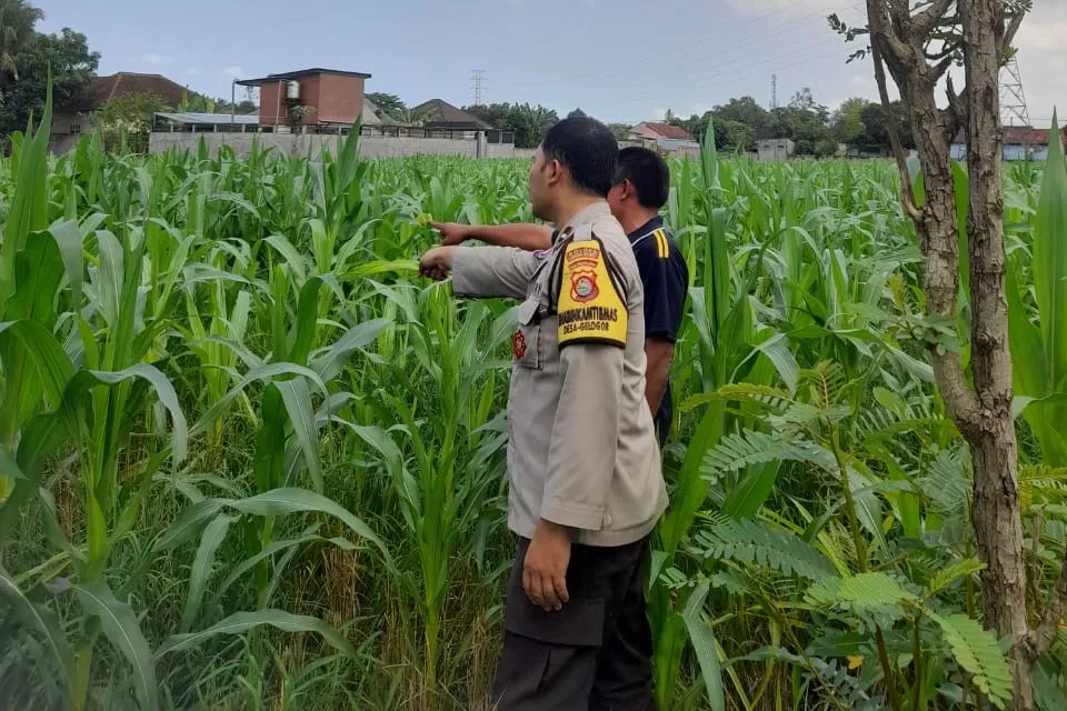 Polri Turun ke Sawah Bhabinkamtibmas Gelogor Bantu Petani Jagung