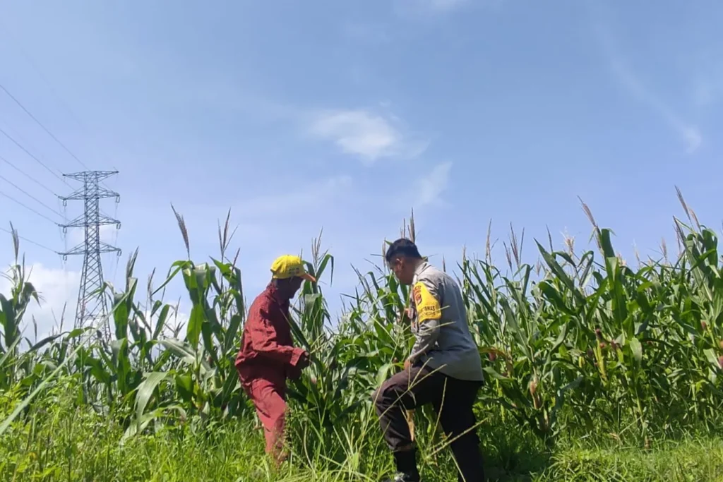 Sinergi Polri dan Petani, Jagung Lombok Barat Panen Semangat Ketahanan Pangan