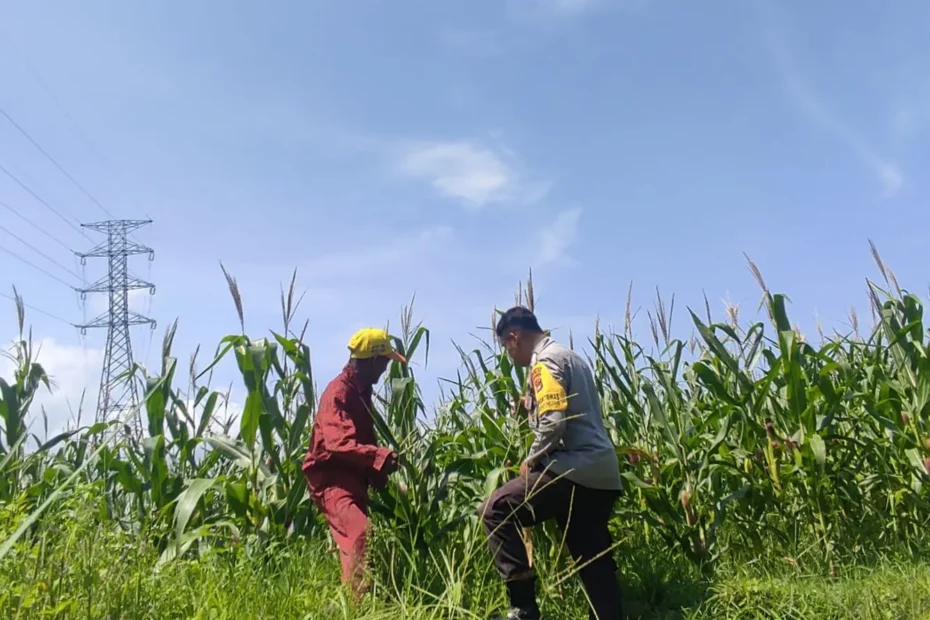 Sinergi Polri dan Petani, Jagung Lombok Barat Panen Semangat Ketahanan Pangan
