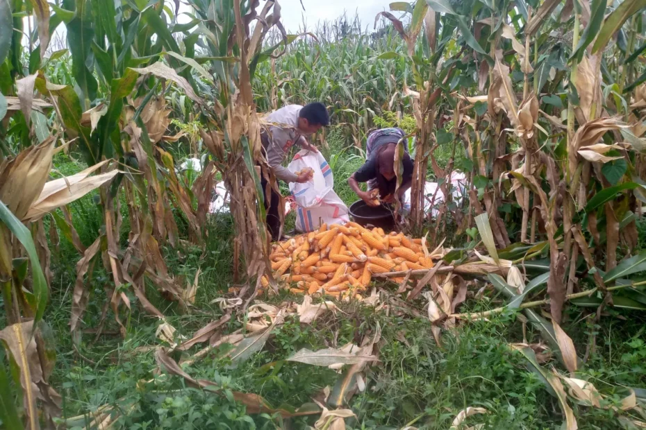 Polri Dorong Petani Jagaraga Tanam Jagung untuk Ketahanan Pangan