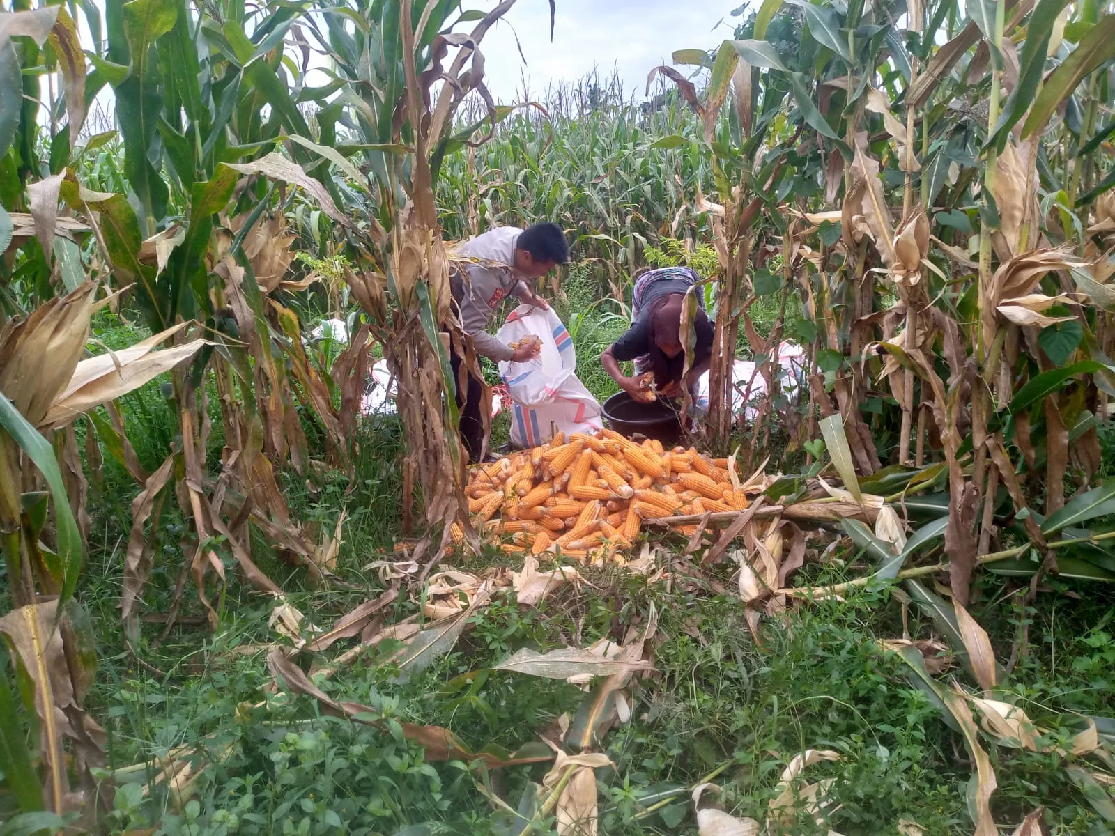 Polri Dorong Petani Jagaraga Tanam Jagung untuk Ketahanan Pangan