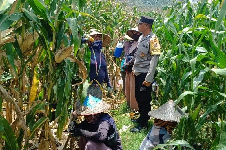 Polri Kawal Panen Jagung Babussalam Lombok Barat