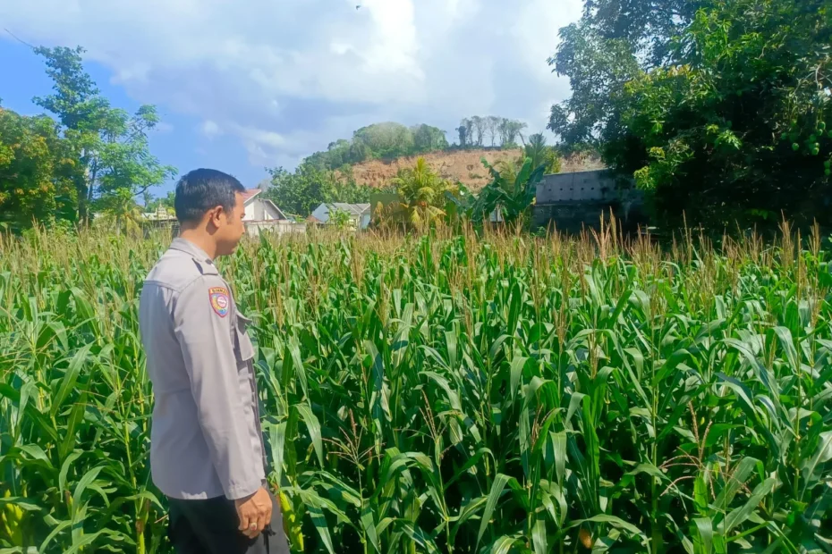 Sentuhan Humanis Polisi di Labuapi Dampingi Petani Wujudkan Swasembada Pangan
