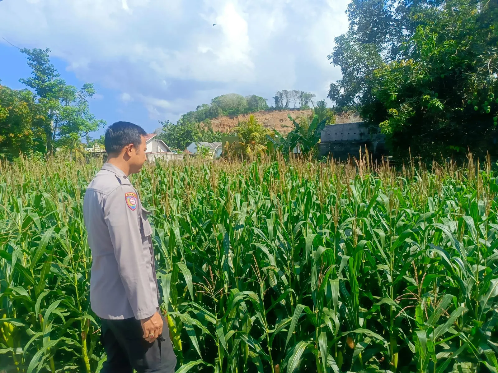 Sentuhan Humanis Polisi di Labuapi Dampingi Petani Wujudkan Swasembada Pangan