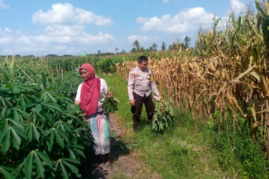 Panen Raya Jagung di Babussalam, Polisi Ikut Kawal Hingga Hasil 9 Ton