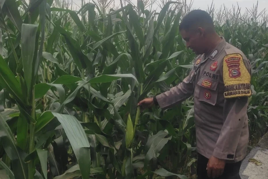 Petani Jagung di Lombok Barat Tenang, Tak Ada Keluhan Pupuk