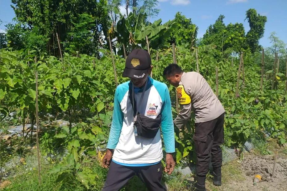 Petani Lombok Barat Ubah Sawah Jadi Kebun Sayur, Didorong Polisi Desa