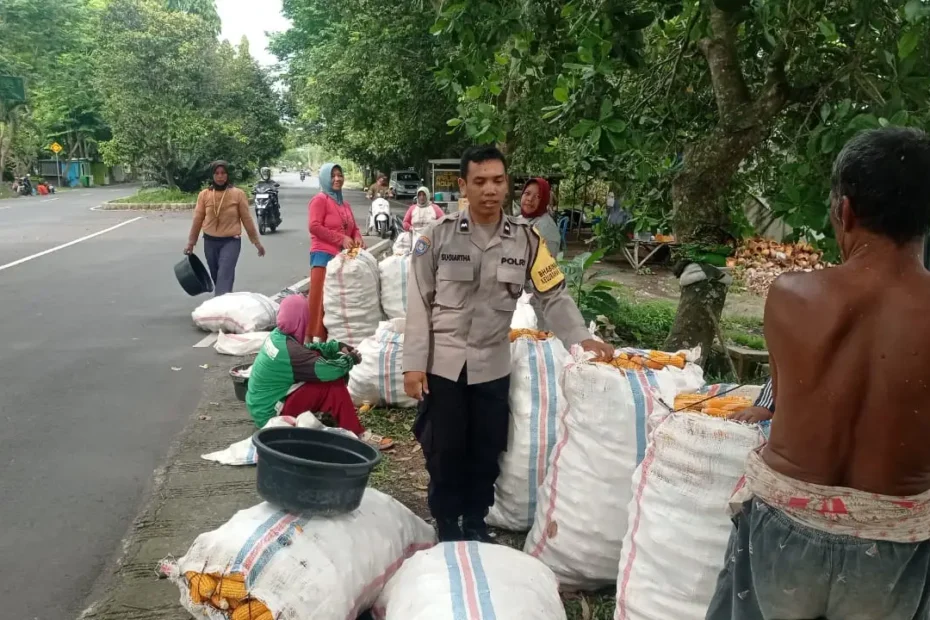 Bhabinkamtibmas Dampingi Petani Panen Jagung di Dasan Geres