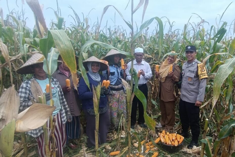 Polsek Gerung Turun ke Sawah, Kawal Panen Jagung di Babussalam