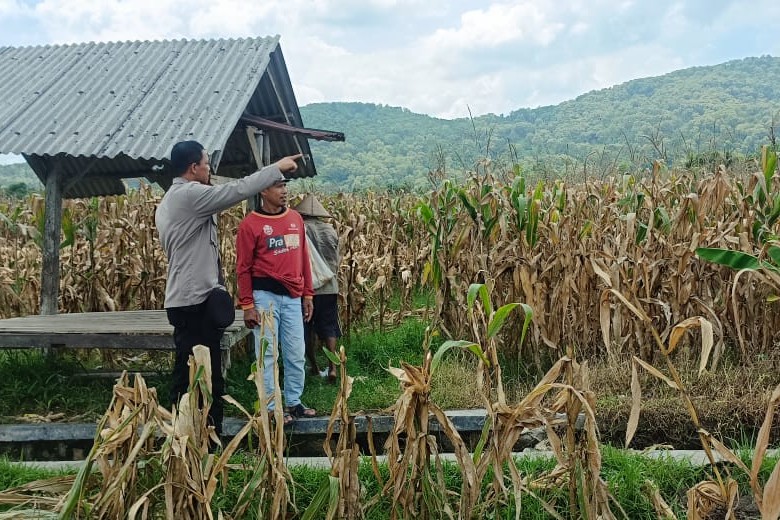 Panen Jagung Petani di Desa Babussalam Lombok Barat Capai 3 Ton