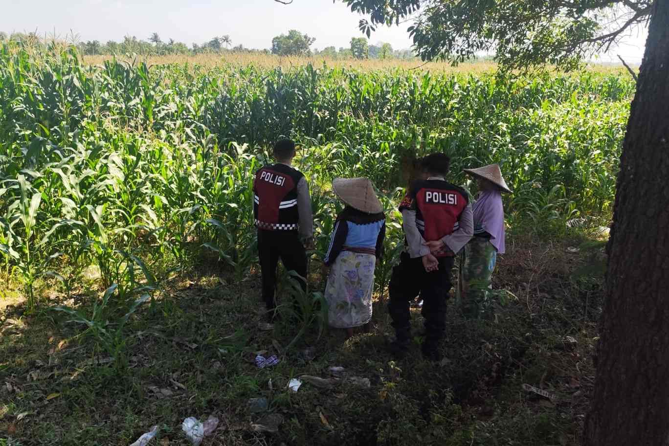 1. Patroli Sat Samapta di Kuripan: Jaga Ketahanan Pangan dari Sawah