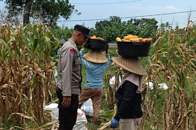 Bhabinkamtibmas Babussalam Pantau Langsung Panen Jagung, Dukung Program Ketahanan Pangan