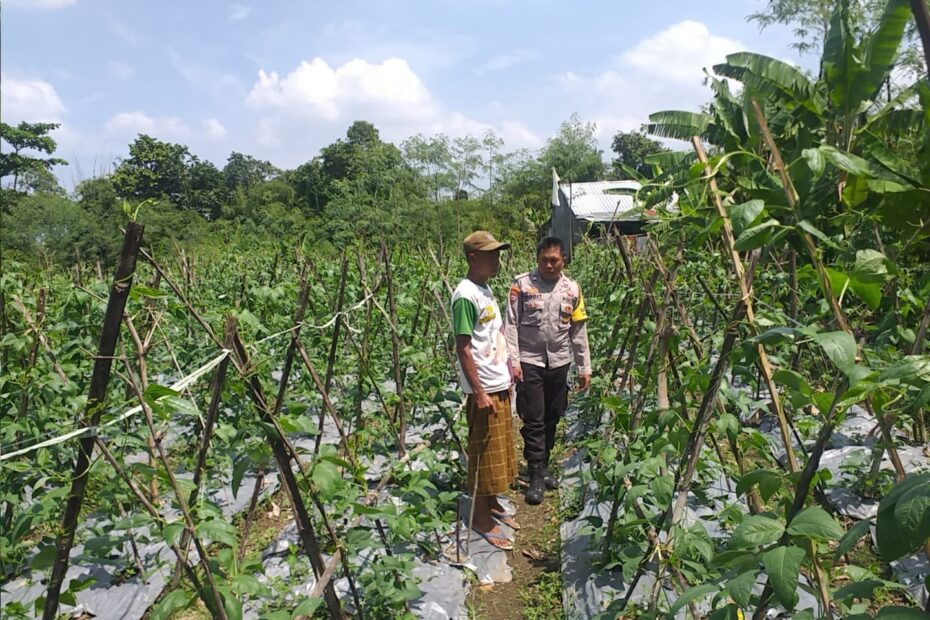Aksi Bhabinkamtibmas Jagaraga Dorong Warga Manfaatkan Lahan Produktif