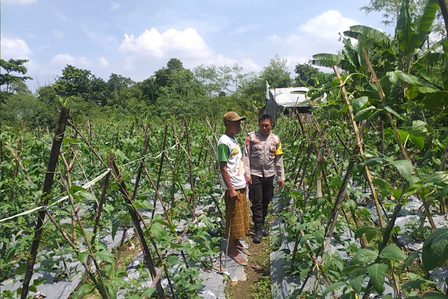 Aksi Bhabinkamtibmas Jagaraga Dorong Warga Manfaatkan Lahan Produktif