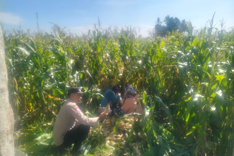 Bhabinkamtibmas Kawal Panen Jagung, Petani Lelede Merasa Aman