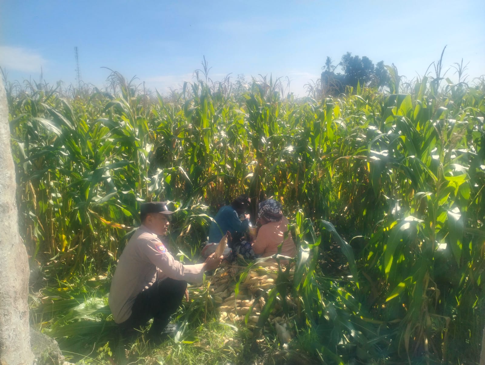 Bhabinkamtibmas Kawal Panen Jagung, Petani Lelede Merasa Aman