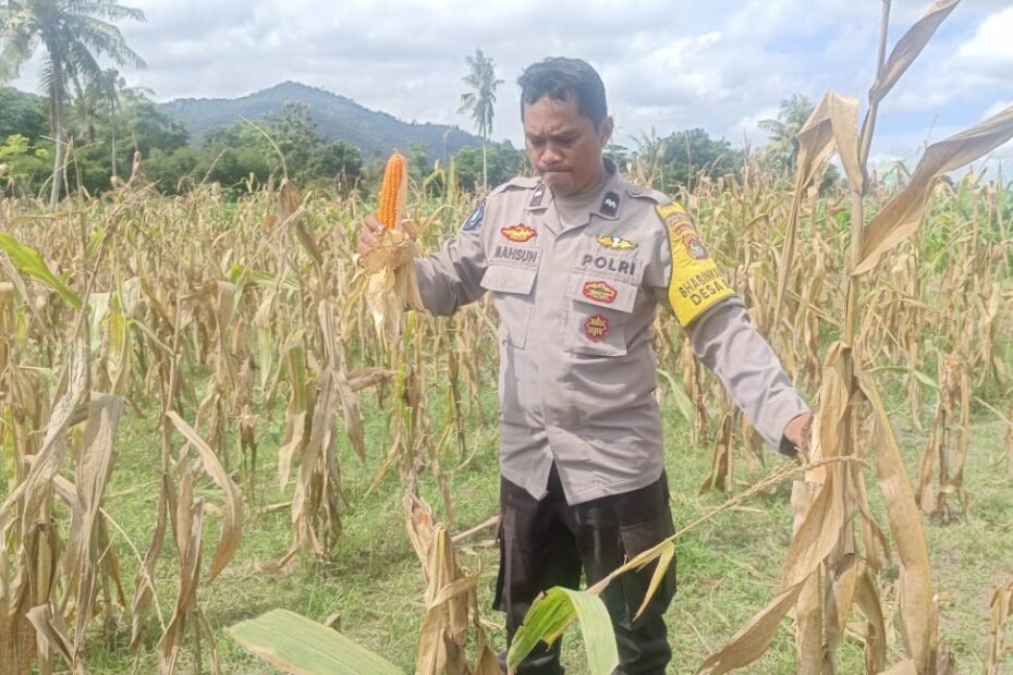 anen Jagung di Beleka Berjalan Lancar Berkat Sinergi Polisi dan Petani