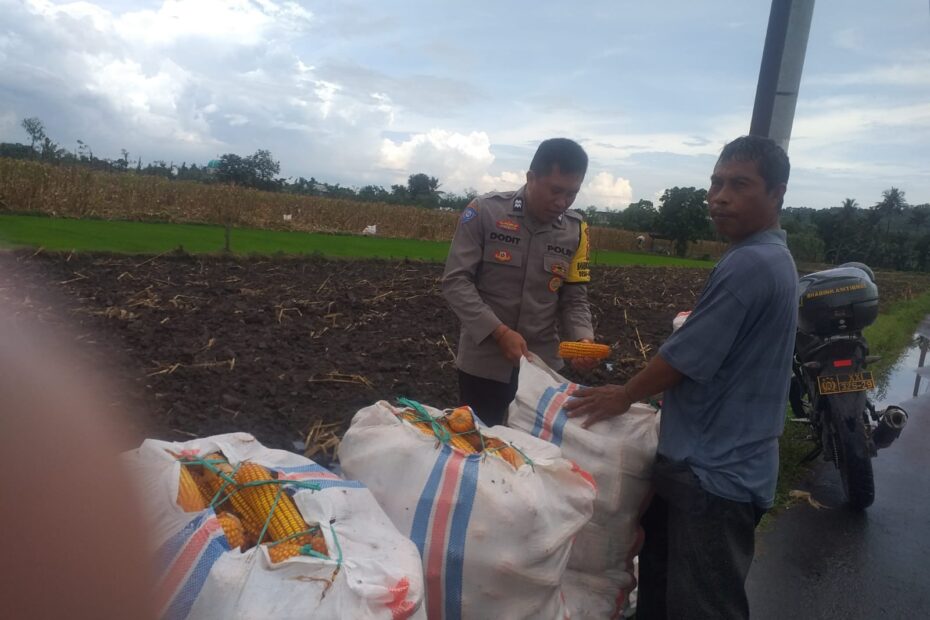 Harga Jagung di Lombok Barat: Polisi Imbau Petani Jual ke Bulog
