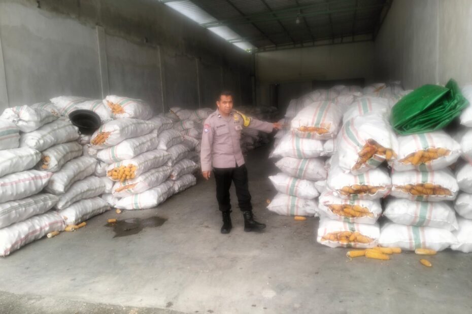 Sinergi Polri dan Bulog Jamin Harga Jual Jagung Petani Lombok Barat