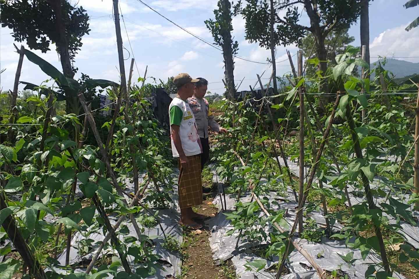 Benteng Pangan Mikro: Bhabinkamtibmas Motivasi Warga Lombok Barat Garap Lahan Produktif