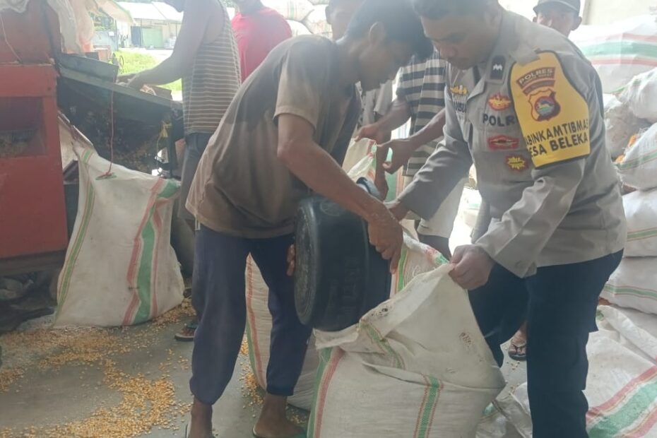 Jaga Kualitas, Polri Bantu Petani Lombok Barat Pipil Jagung