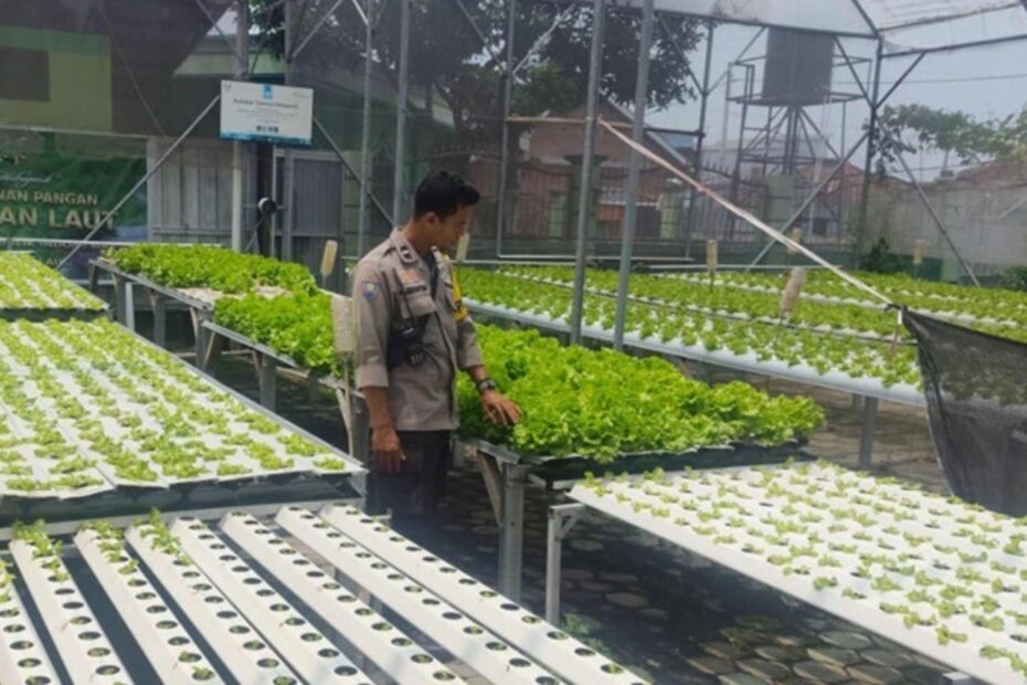 Aksi Nyata Bhabinkamtibmas Lombok Barat Dukung Ketahanan Pangan
