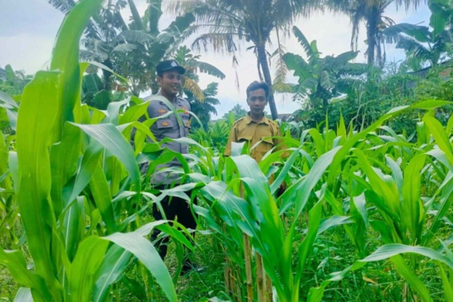 Strategi Polsek Labuapi Optimalkan Lahan Tidur di Bajur