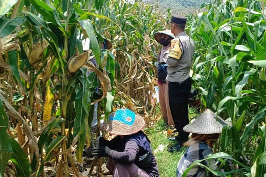 Polsek Gerung Kawal Ketahanan Pangan Desa Babussalam