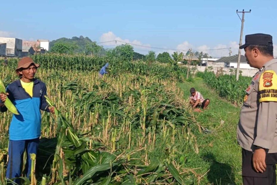 Langkah Nyata Polsek Labuapi Wujudkan Swasembada Pangan