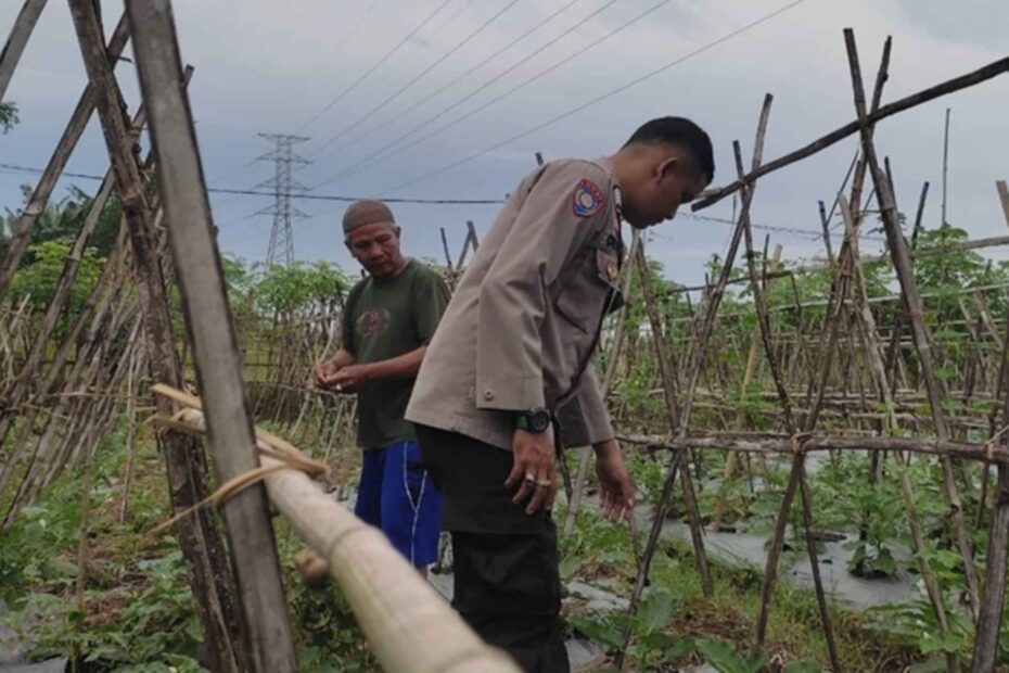 Polsek Sekotong Dampingi Petani Kuranji Dalang