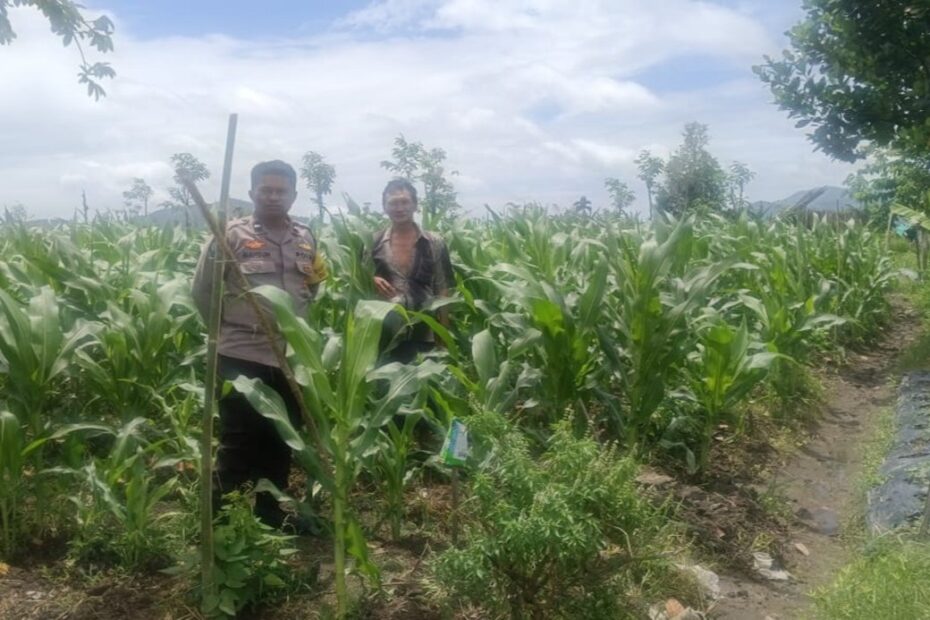 Polsek Gerung Dorong Ketahanan Pangan di Desa Beleka