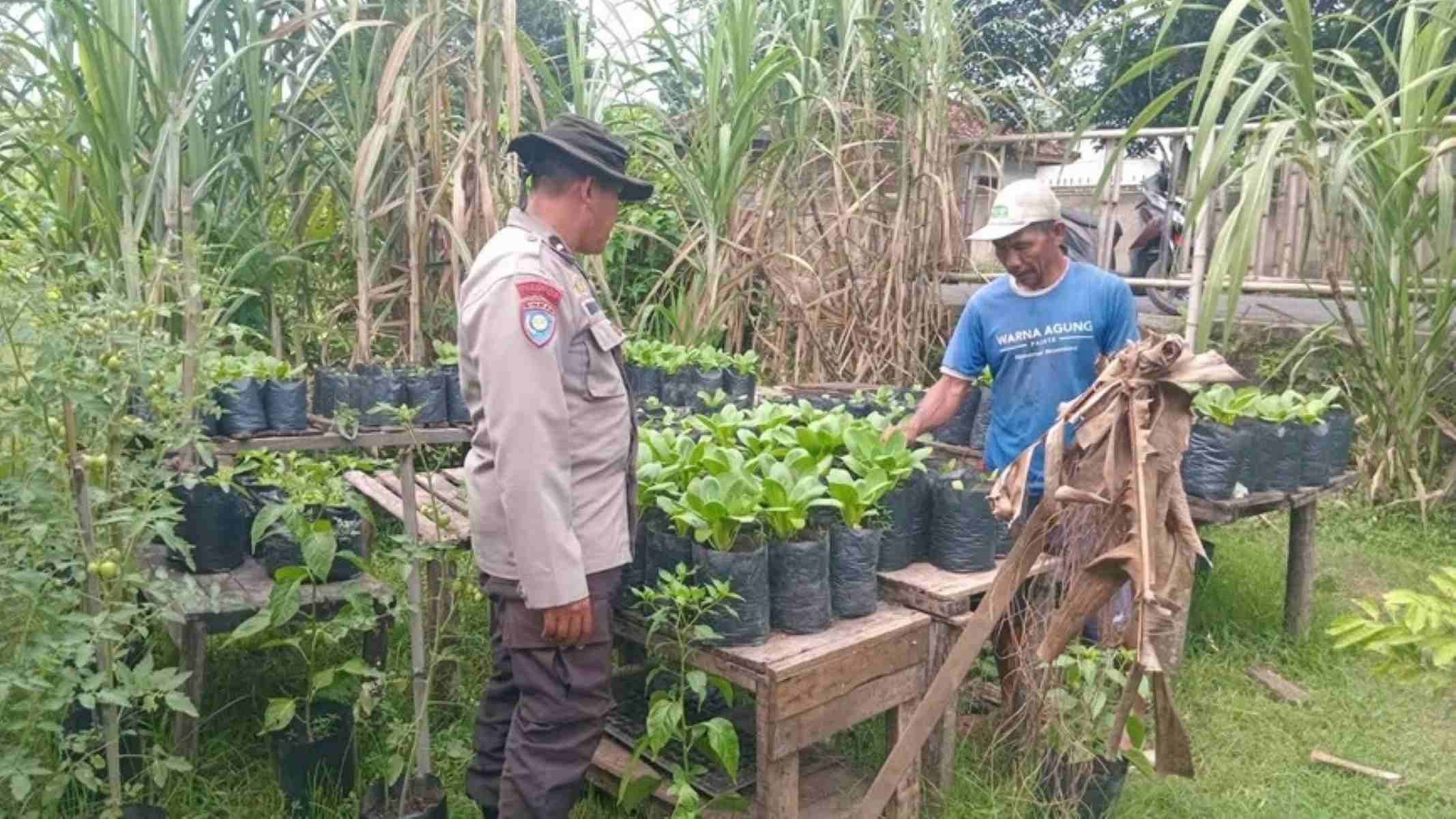 Polsek Batulayar Dampingi Pembibitan Sayur di Lahan Pekarangan Warga