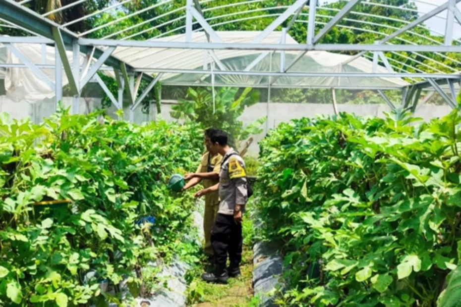 Inovasi Greenhouse Desa Bengkel: Solusi Pangan di Lahan Terbatas