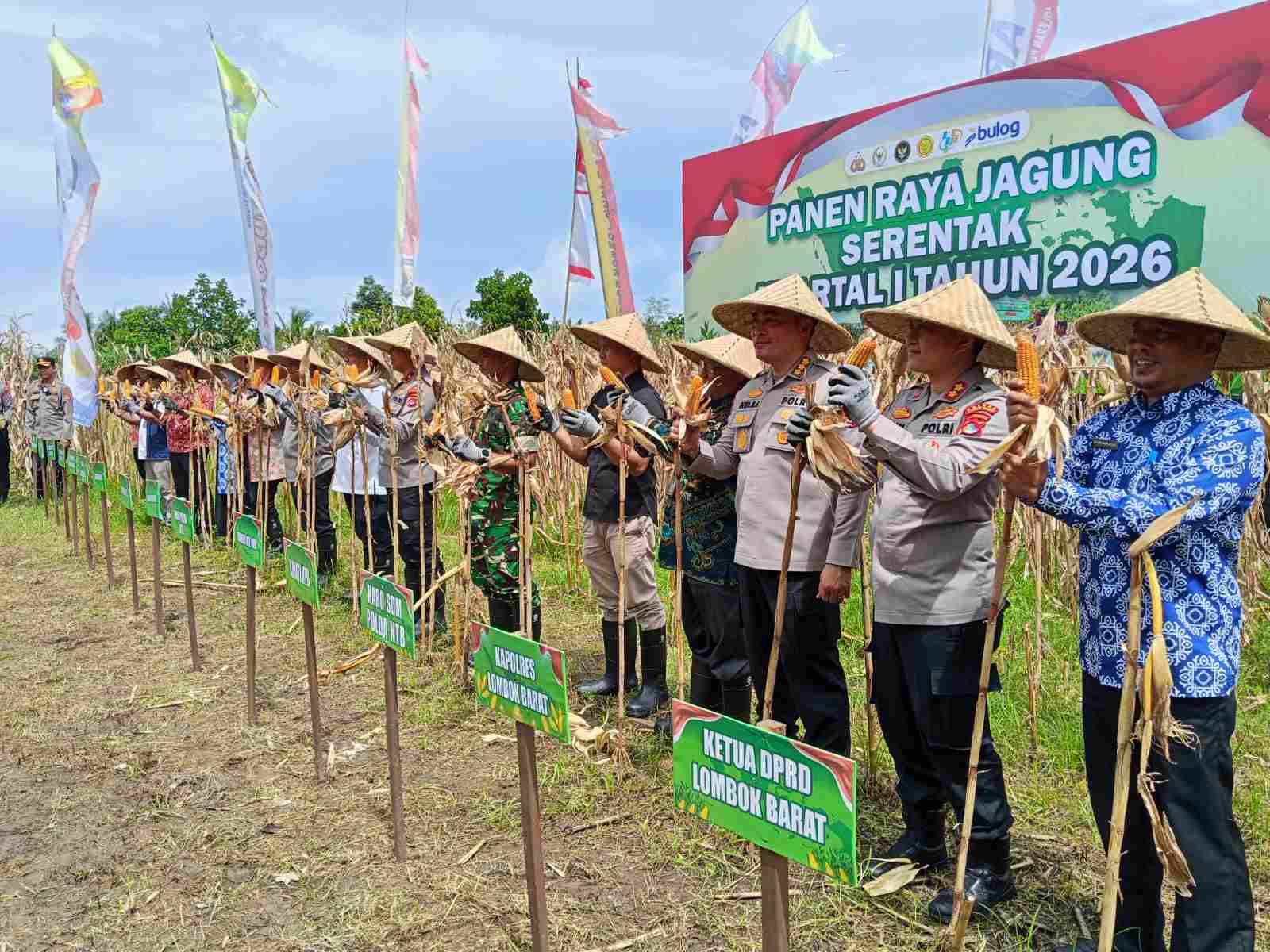 Panen Raya Jagung 2026 di Lombok Barat, NTB Optimis Jadi Lumbung Pangan RI