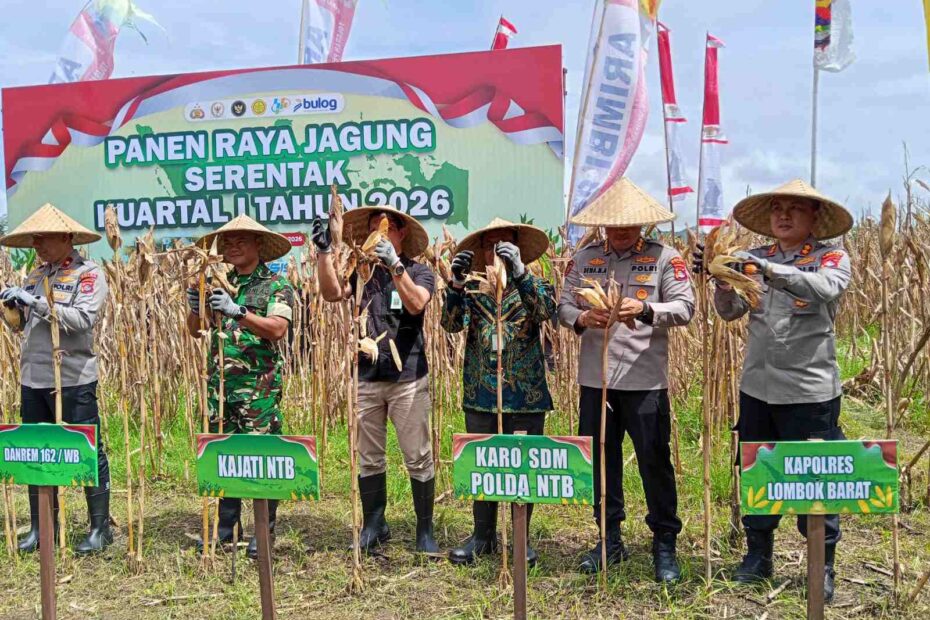 Sinergi Polri dan Pemprov NTB: Sukseskan Panen Jagung Kuartal I 2026