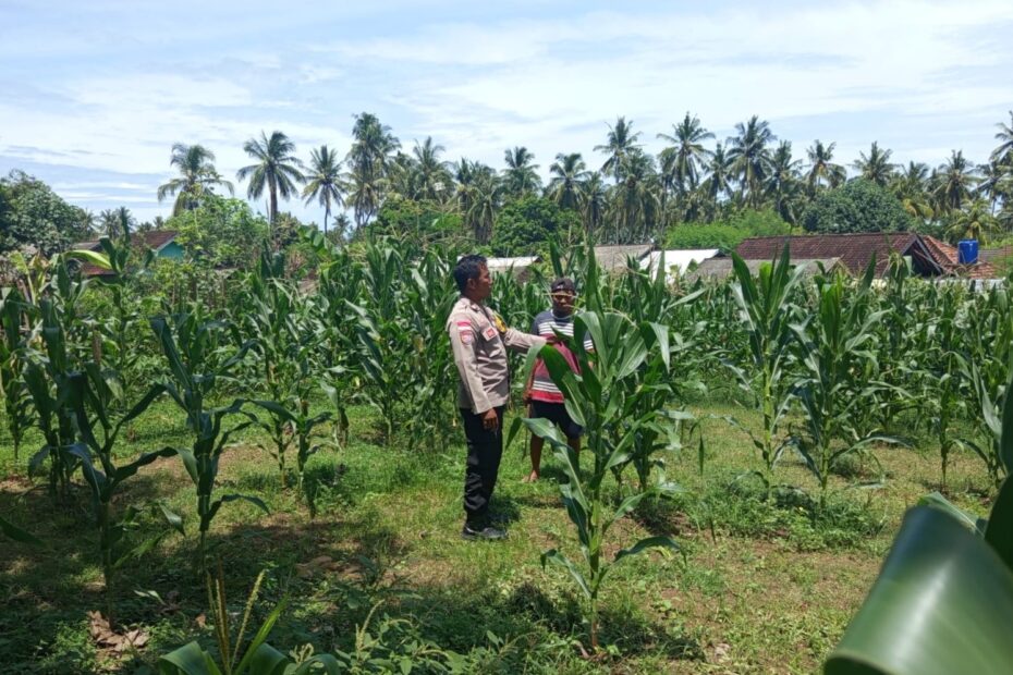 Polsek Sekotong Kawal Ketahanan Pangan di Desa Sekotong Barat
