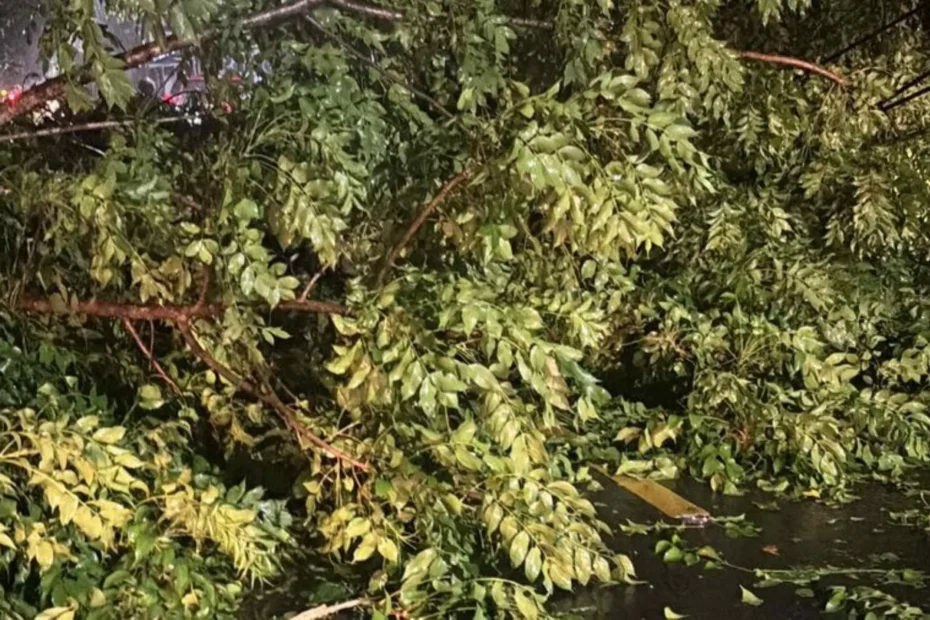 Cuaca Ekstrem di Lombok Barat, Polsek Batulayar Evakuasi Pohon Tumbang