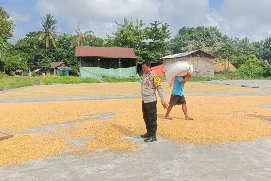Pastikan Stok Aman, Bhabinkamtibmas di Gerung Cek Gudang Jagung