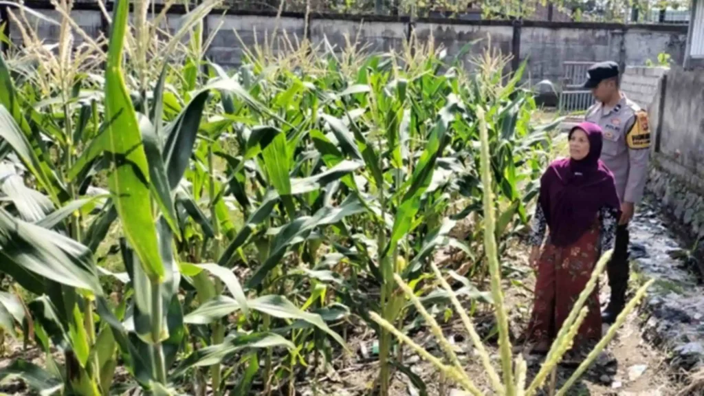 Bhabinkamtibmas Ubah Lahan Tidur Labuapi Jadi Kebun Produktif